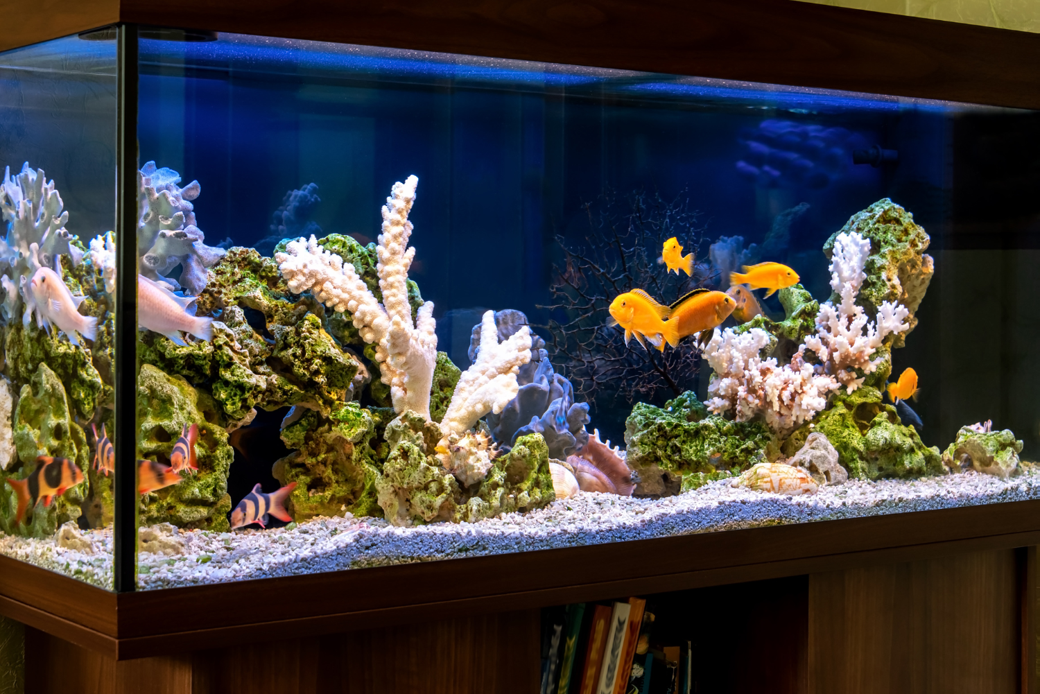 aquarium huis thuis vissen