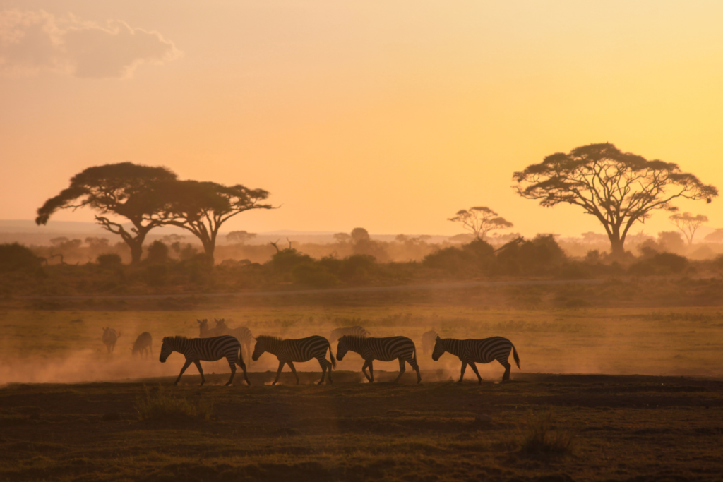 safari in Afrika